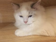 -滚猫咖啡·猫咖·猫友好撸猫(未来城店)