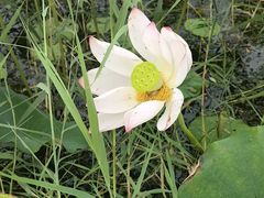 -野鸭湖国家湿地公园