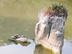 -黔灵山公园