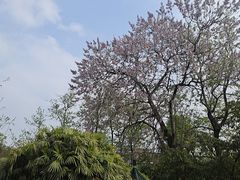 -桂湖森林公园