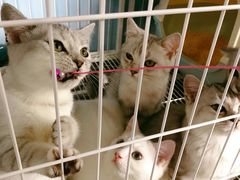 -喵的天空名猫咖啡馆·撸猫·猫舍·用品