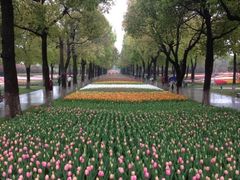 iphone_upload_pic-上海鲜花港