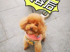 -FAELING PETS美天灵宠物(富力广场店)