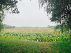 -泗洪洪泽湖湿地景区