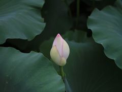 -白塘生态植物园