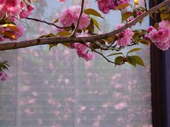 -高东镇樱花园