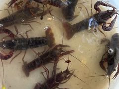 -同銮特种养殖场·龙虾垂钓