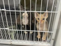 -山宅一喵德文卷毛猫舍
