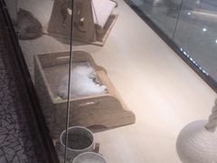 -momokira米努特·德文卷毛猫·棉花面纱犬