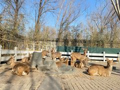 -北京野生动物园