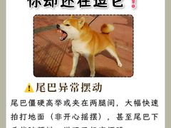 -美联众合动物医院·24h转诊中心