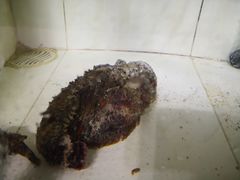 -海盗餐厅