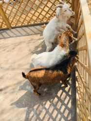 -萌宠亲子动物乐园(槐房万达店)