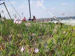 -春花秋色城市公园