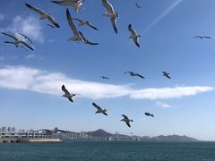 -星海湾跨海大桥