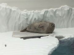 -大阪海游馆