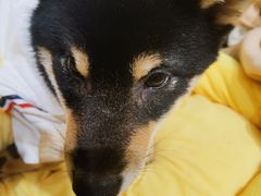 -逗柴咖啡屋·狗咖猫咖宠物桌游