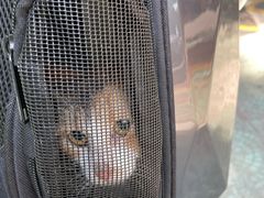 -御宝贝·A梦猫科宠物医院(国际猫友好医院)