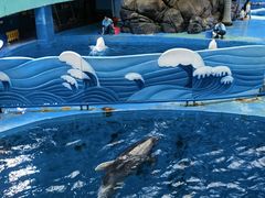 -海合安成都极地海洋公园