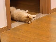 -欣宠猫屋·矮脚拿破仑·蓝金金渐层