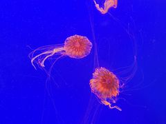 -上海海洋水族馆