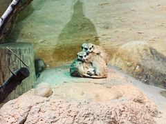 -正佳雨林生态植物园