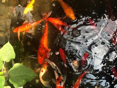 -老洋房花园饭店(绍兴路店)