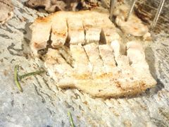 -秦炉烤肉(财富中心店)