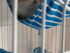 -东方名猫馆·英短金渐层布偶猫舍(环线广场1号楼店)