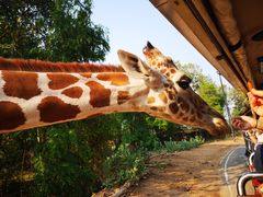 -清迈夜间动物园