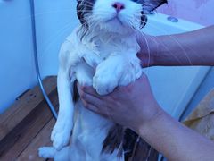 -喵百万·布偶·蓝金金渐层英短·猫舍(百子湾店)