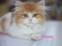 -瑞鹏宠物医院犬猫全科(真大分院)