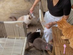 -喵屿·大理花园猫咖