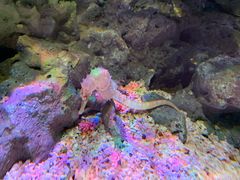 -暹罗海洋世界