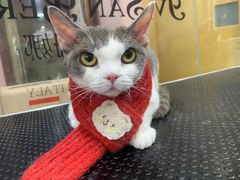 -车接车送·寄养洗护·德文猫舍(大宁店)