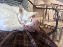 -豆逗聊愈猫阁Easy Life