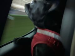 -芭比堂爱心动物医院(柯桥康爱分院)