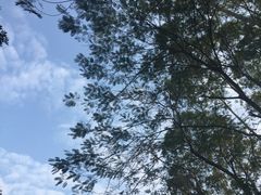 -火炉山森林公园