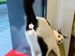 -御宝贝·A梦猫科宠物医院(国际猫友好医院)
