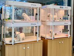 -翊宠yipet猫狗购宠庄园