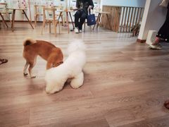 -柴迷FANS CLUB·柴犬狗咖·猫咖