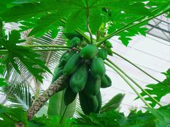 -北京植物园-展览温室