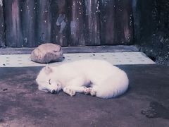 -芜湖新华联大白鲸海洋公园