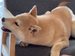 -南京Hallo宠物乐园·哈罗犬舍·柴犬繁育基地