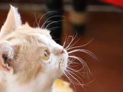 -猫小院猫主题咖啡厅(北锣店)