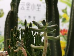 -云里小坐·小院里·团建·宴请·下午茶(三圣乡店)