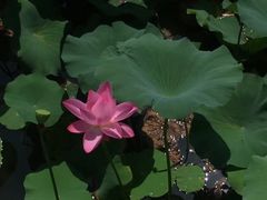 -颐和园-景明楼