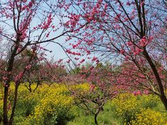 -南汇桃花村