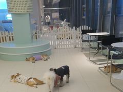 -怪兽屋·羊驼·猫咖·狗咖(俊华广场店)