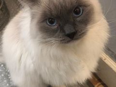 -共舞时光猫咖·狗咖(新街口店)